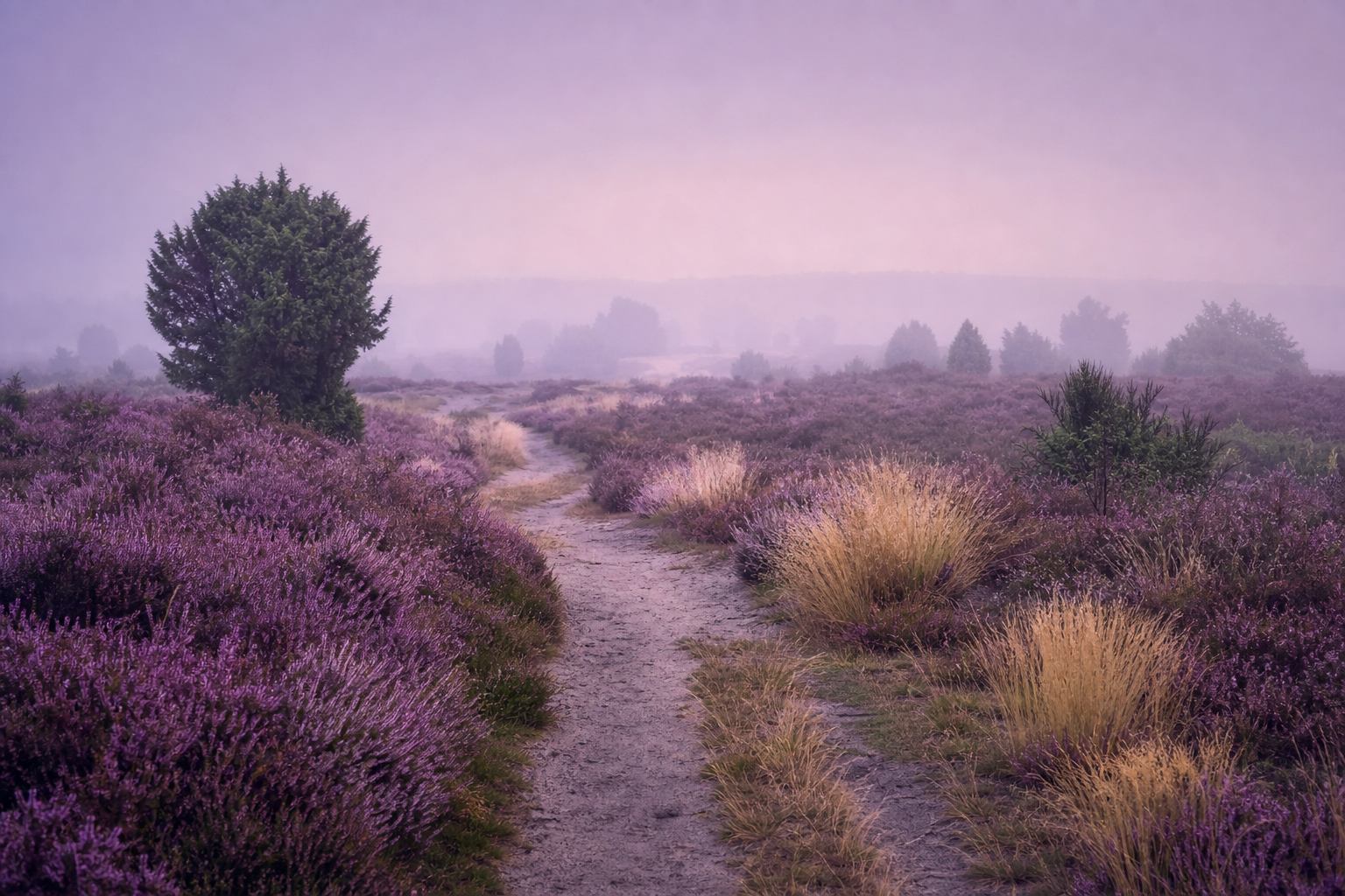 Blühende Heideflächen der Lüneburger Heide im Abendlicht